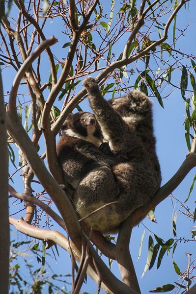 Koala met jong bij Bimbi Park, Australië